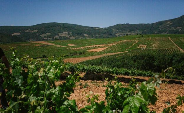 La DO Bierzo Finaliza La Vendimia Con Una Producción De 11,2 Millones ...